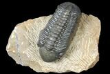 Reedops Trilobite - Atchana, Morocco #131337-1